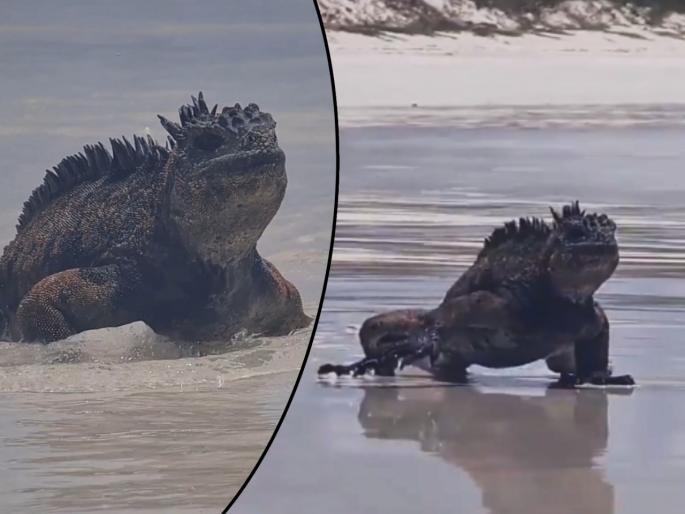 weird animal on beach people frightened video goes viral | समुद्रकिनाऱ्यावर दिसला मिनी गॉडझिला, कोण आहे हा प्राणी? पाहुनच उडतो थरकाप... weird animal on beach people frightened video goes viral | समुद्रकिनाऱ्यावर दिसला मिनी गॉडझिला, कोण आहे हा प्राणी? पाहुनच उडतो थरकाप...