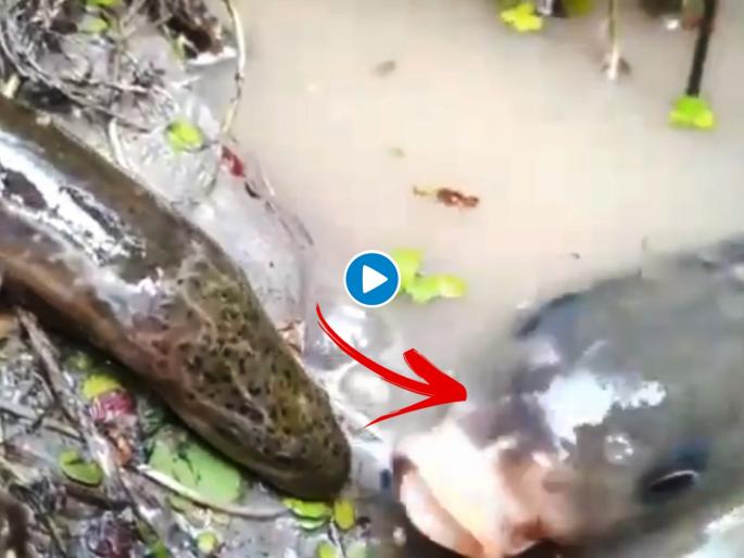 fish swallows eel video goes viral on social media | माशाने केली सापाची शिकार, बघता बघता गिळला भलामोठा साप, व्हिडिओ पाहुन व्हाल अवाक् fish swallows eel video goes viral on social media | माशाने केली सापाची शिकार, बघता बघता गिळला भलामोठा साप, व्हिडिओ पाहुन व्हाल अवाक्