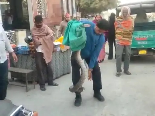 The pots in the shop suddenly crashed, the shopkeeper looked down and turned around, there was an 8 feet long dragon sitting on the boxes | दुकानातील भांडी अचानक गडगडली, दुकानदाराने वाकून बघितले आणि बोबडीच वळली, डब्यांवर बसला होता ८ फूट लांब अजगर  The pots in the shop suddenly crashed, the shopkeeper looked down and turned around, there was an 8 feet long dragon sitting on the boxes | दुकानातील भांडी अचानक गडगडली, दुकानदाराने वाकून बघितले आणि बोबडीच वळली, डब्यांवर बसला होता ८ फूट लांब अजगर