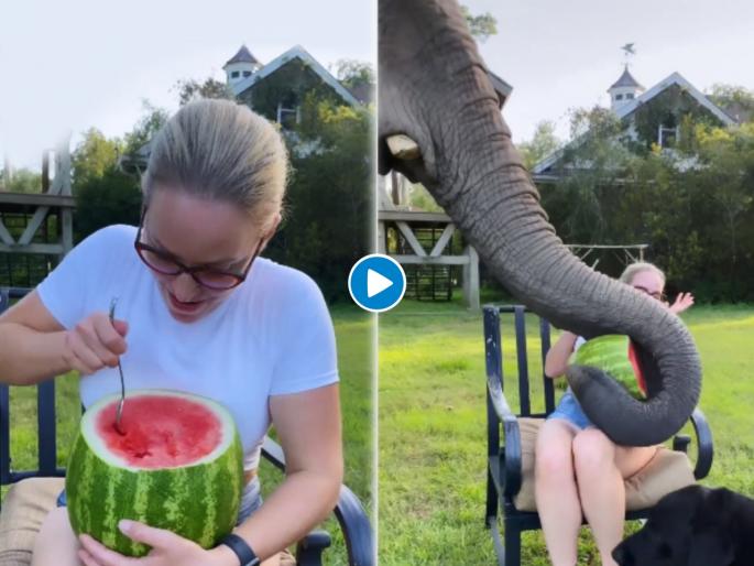 elephant snatches water melon from woman video goes viral on social media | महिला खात होती कलिंगड, हत्तीनं तिचं कलिंगडच पळवलं, व्हिडिओ पाहुन हसु आवरणार नाही elephant snatches water melon from woman video goes viral on social media | महिला खात होती कलिंगड, हत्तीनं तिचं कलिंगडच पळवलं, व्हिडिओ पाहुन हसु आवरणार नाही