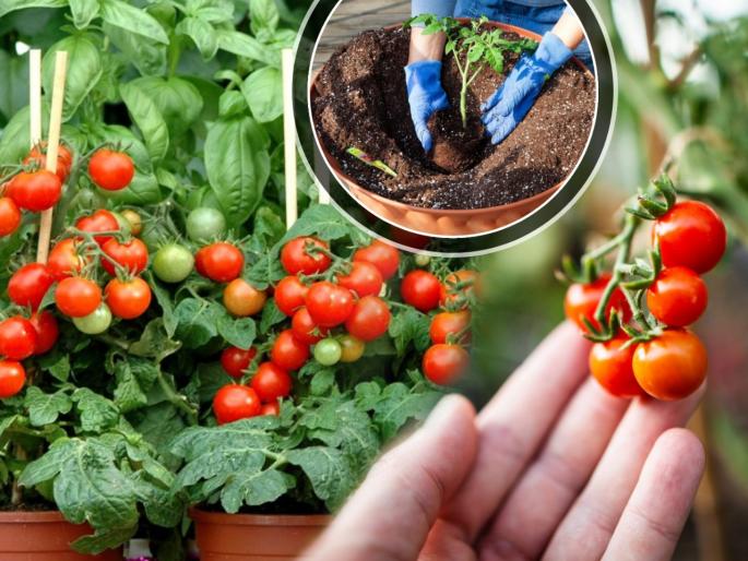 Gardening Tips : Kitchen Garden Tips How to grow tomato in home | Gardening Tips : घरच्याघरीच मिळवा फ्रेश, लालबुंद टोमॅटो; 'या' पद्धतीने लावा कुंडीत टोमॅटोचं झाड, मिळवा भरपूर टोमॅटो