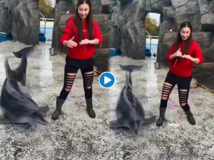 dolphin dancing with girl cute video goes viral on social media and internet | डॉल्फीनला कधी नाचताना पाहिलंय? तरुणीसोबत पाहा डॉल्फीनने कसे ठुमके लावले... dolphin dancing with girl cute video goes viral on social media and internet | डॉल्फीनला कधी नाचताना पाहिलंय? तरुणीसोबत पाहा डॉल्फीनने कसे ठुमके लावले...
