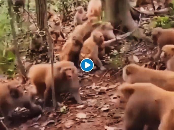 two groups of monkeys fighting funny video goes viral | माकडांच्या दोन गटांत तुफान हाणामारी, एक माकड मागे हटेना, पाहा हा Funny Video two groups of monkeys fighting funny video goes viral | माकडांच्या दोन गटांत तुफान हाणामारी, एक माकड मागे हटेना, पाहा हा Funny Video