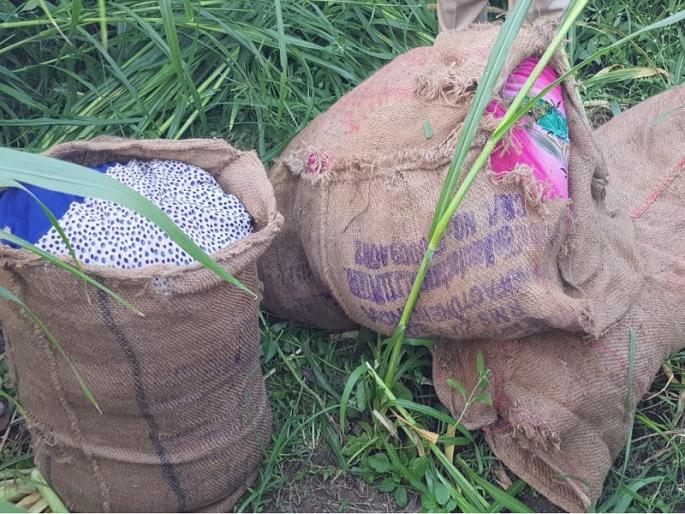 Cannabis worth Rs 10 lakh seized in Nalaniwadi Shivara | नळणीवाडी शिवारात १० लाख रुपयांचे गांजा जप्त Cannabis worth Rs 10 lakh seized in Nalaniwadi Shivara | नळणीवाडी शिवारात १० लाख रुपयांचे गांजा जप्त