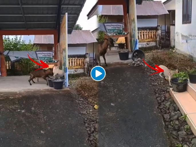 goat trashes dog video goes viral on social media | कुत्रा अन् शेळीची तुंबळ हाणामारी, कुत्र्याला शेळीने शिकवला असा धडा की कुत्र्याने काढला पळ goat trashes dog video goes viral on social media | कुत्रा अन् शेळीची तुंबळ हाणामारी, कुत्र्याला शेळीने शिकवला असा धडा की कुत्र्याने काढला पळ