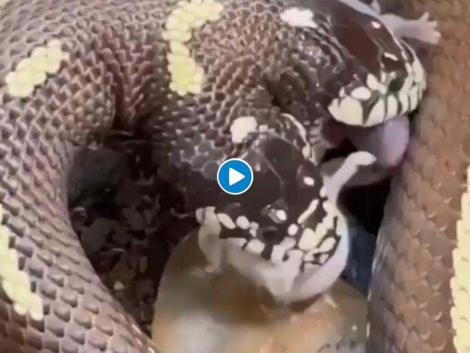 snake swallowing two mice shocking video goes viral on social media | दोन उंदरांचा दुतोंडी सापाने एकाच वेळी फडशा पाडला, Video पाहुन अंगावर येईल काटा! snake swallowing two mice shocking video goes viral on social media | दोन उंदरांचा दुतोंडी सापाने एकाच वेळी फडशा पाडला, Video पाहुन अंगावर येईल काटा!