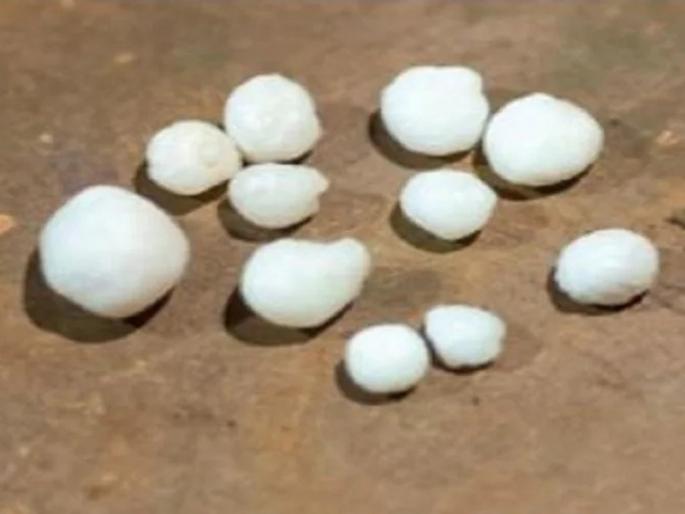 woman found 12 pearls while eating oyster | शिंपले खाता खाता महिलेचं नशिबचं खुललं, झाली रातोरात मालामाल, फक्त केलं 'हे' काम woman found 12 pearls while eating oyster | शिंपले खाता खाता महिलेचं नशिबचं खुललं, झाली रातोरात मालामाल, फक्त केलं 'हे' काम