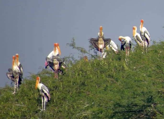 Nandurmadhameshwar, Kalsubai Sanctuary closed due to corona | कोरोनाच्या वाढत्या प्रादुर्भावामुळे नांदूरमधमेश्वर, कळसुबाई अभयारण्य बंद Nandurmadhameshwar, Kalsubai Sanctuary closed due to corona | कोरोनाच्या वाढत्या प्रादुर्भावामुळे नांदूरमधमेश्वर, कळसुबाई अभयारण्य बंद