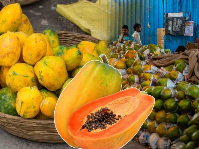 Food Tips : 5 Amazing tips to buy good papaya | Food Tips : पपई कच्ची की रसरशीत पिकलेली कसं ओळखाल? गोड, चवदार पपई खरेदी करण्यासाठी ५ सोप्या टिप्स