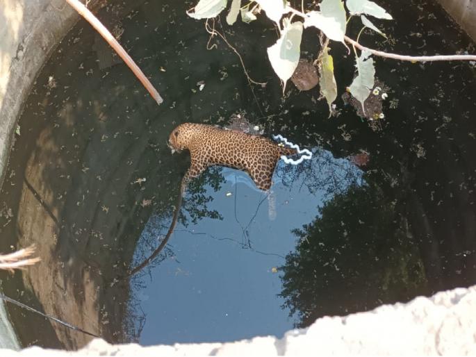 Exciting! Leopard found dead in well in Aurangabad | खळबळजनक ! औरंगाबादेत विहिरीत आढळला मृतावस्थेत बिबट्या Exciting! Leopard found dead in well in Aurangabad | खळबळजनक ! औरंगाबादेत विहिरीत आढळला मृतावस्थेत बिबट्या