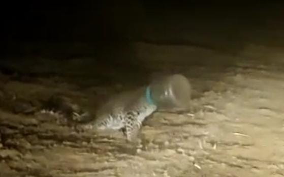 Leopard rescued after three-day search operation | डोक्यात पाण्याचा जार अडकल्याने सैरावैरा फिरणाऱ्या बिबट्याला जीवदान, तीन दिवसांच्या सर्च ऑपरेशननंतर सुटका Leopard rescued after three-day search operation | डोक्यात पाण्याचा जार अडकल्याने सैरावैरा फिरणाऱ्या बिबट्याला जीवदान, तीन दिवसांच्या सर्च ऑपरेशननंतर सुटका