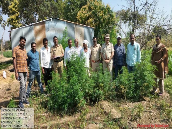 Cannabis plants found behind sheds in fields; File a case against the farmer | शेतात पत्र्याच्या शेडमागे आढळली गांजाची झाडे; शेतकऱ्यावर गुन्हा दाखल Cannabis plants found behind sheds in fields; File a case against the farmer | शेतात पत्र्याच्या शेडमागे आढळली गांजाची झाडे; शेतकऱ्यावर गुन्हा दाखल