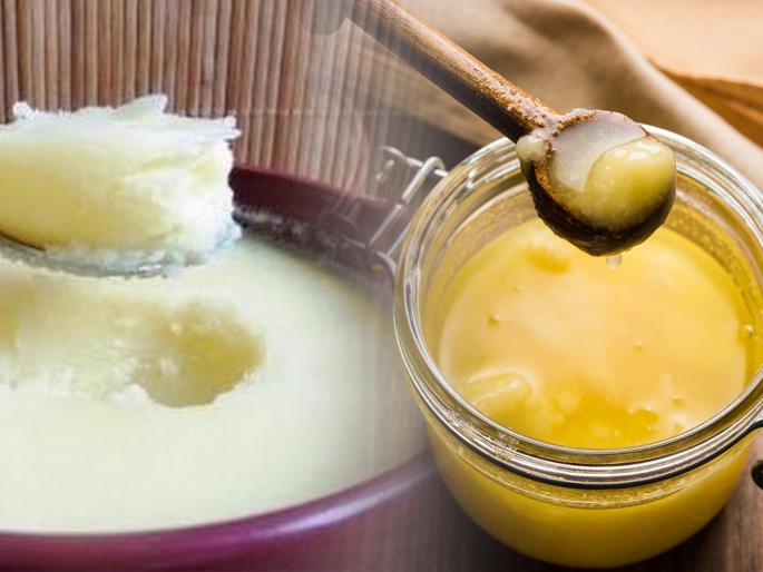 Cow ghee or buffalo ghee, which one is more beneficial for health? what is the main difference between these two ghee? | कोणतं तूप खाणं जास्त चांगलं? गायीचं की म्हशीचं? दोन्ही तुपांमध्ये नेमका फरक काय असतो?