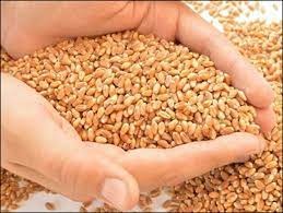 Russia Ukraine War: ... So the sudden rise in wheat prices in the last 15 days, is the connection to the Russia-Ukraine war | Russia Ukraine War: ...म्हणून गेल्या १५ दिवसांत अचानक वाढले गव्हाचे भाव, असं आहे रशिया-युक्रेन युद्धाशी कनेक्शन Russia Ukraine War: ... So the sudden rise in wheat prices in the last 15 days, is the connection to the Russia-Ukraine war | Russia Ukraine War: ...म्हणून गेल्या १५ दिवसांत अचानक वाढले गव्हाचे भाव, असं आहे रशिया-युक्रेन युद्धाशी कनेक्शन