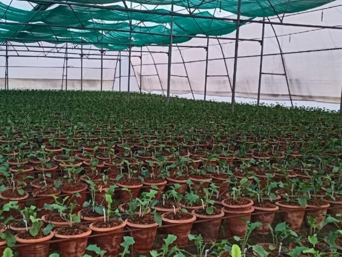 Young farmers' new 'technique'; Flower cultivation in 22,000 pots, not on earthen beds | तरुण शेतकऱ्यांची भारीच 'टेक्निक'; मातीच्या बेडवर नव्हे, २२ हजार कुंड्यात फुलवली फूलशेती Young farmers' new 'technique'; Flower cultivation in 22,000 pots, not on earthen beds | तरुण शेतकऱ्यांची भारीच 'टेक्निक'; मातीच्या बेडवर नव्हे, २२ हजार कुंड्यात फुलवली फूलशेती