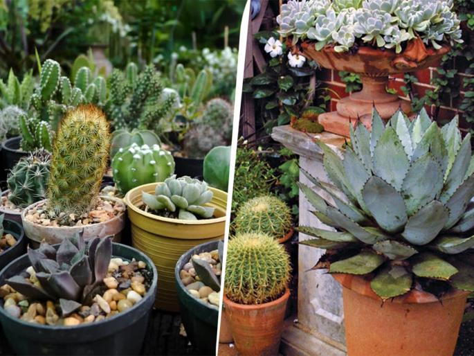Gardening Tips: How to take care of succulent plants, Follow these 3 things... | Succulent's Care: सकलंट्स रोपं नेहमीच जळून जातात? काय चुकतं नेमकं? अशी घ्या काळजी! करा ३ गोष्टी....