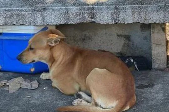 Cross the boundaries of inhumanity! An angry young man stabbed the dog, now ... | अमानवतेची हद्द पार! कुत्रा भुंकला म्हणून संतापलेल्या तरुणाने चाकूने कापले, आता...
