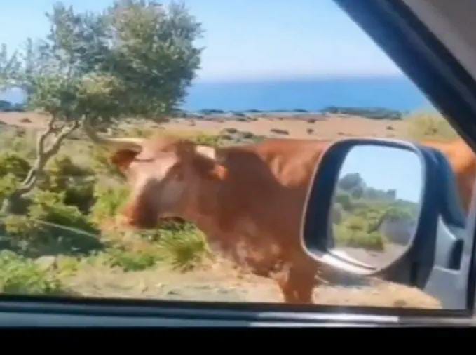 Viral Video ips officer shares a cow funny video on social media | अरे देवा! 'त्याने' चक्क गायीला विचारला पत्ता, 'तिने'ही दिलं भन्नाट उत्तर; Video पाहून व्हाल चकीत Viral Video ips officer shares a cow funny video on social media | अरे देवा! 'त्याने' चक्क गायीला विचारला पत्ता, 'तिने'ही दिलं भन्नाट उत्तर; Video पाहून व्हाल चकीत