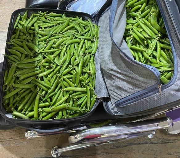 At the airport, the IPS officer checked the bag and found green peas in it | अरेच्चा! विमानतळावर IPS अधिकाऱ्याची तपासली बॅग, त्यात सापडल्या वाटाण्याच्या शेंगा