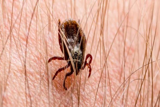 deadly heartland virus spreads from ticks to human causing multiple organ failure with no treatment | भयावह! 'या' छोट्याशा कीटकामार्फत पसरतोय कोरोनापेक्षा भयंकर व्हायरस; अवयव होतात निकामी deadly heartland virus spreads from ticks to human causing multiple organ failure with no treatment | भयावह! 'या' छोट्याशा कीटकामार्फत पसरतोय कोरोनापेक्षा भयंकर व्हायरस; अवयव होतात निकामी