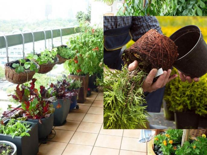 Gardening Tips: 10 things to keep in mind when planting a seedling brought from the nursery, avoid these mistakes | Gardening Tips: नर्सरीतून आणलेलं रोप कुंडीत लावताना लक्षात ठेवा १० गोष्टी, रोप जगेल छान
