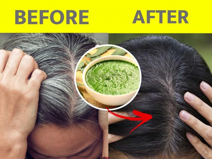 White Hair Remedies : Papaya leaf for grey hair know how to use for hair growth | White Hair Remedies : केस दिवसेंदिवस जास्तच पांढरे होत चाललेत? फक्त १ उपाय, म्हातारे होईपर्यंत काळेभोर राहतील केस