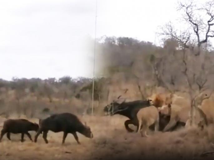 lions attack buffalo calf mother surrenders to lions to save calf see what happen next video goes viral on internet | Viral Video: सिंहाच्या कळपनाने वासरावर चढवला हल्ला, आई आली धावत अन् स्वत: शिकार झाली lions attack buffalo calf mother surrenders to lions to save calf see what happen next video goes viral on internet | Viral Video: सिंहाच्या कळपनाने वासरावर चढवला हल्ला, आई आली धावत अन् स्वत: शिकार झाली