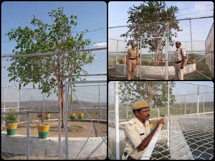 The VVIP tree in India, which is guarded for safety, has a medical check-up every 15 days, because | भारतातील VVIP वृक्ष, सुरक्षेसाठी असतो कडेकोट पहारा, दर पंधरवड्याने होते वैद्यकीय तपासणी, असं आहे कारण The VVIP tree in India, which is guarded for safety, has a medical check-up every 15 days, because | भारतातील VVIP वृक्ष, सुरक्षेसाठी असतो कडेकोट पहारा, दर पंधरवड्याने होते वैद्यकीय तपासणी, असं आहे कारण