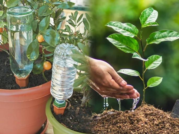 Plant Care In Summer: How to keep soil in pots moist during hot summer days? 3 simple remedies... Plants Will Live Better Even In Less Water! | Plant Care In Summer: उन्हाळ्यात कुंडीतील माती ओलसर ठेवण्यासाठी ३ उपाय... कमी पाण्यातही झाडे जगतील छान!