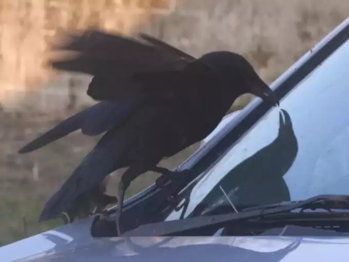 crow staring woman while she bathing home news from uk | अरेरे! कावळ्याने केलं 'तिचं' जगणंच अवघड; अंघोळ करतानाही सोडत नाही पाठ, महिला तणावात