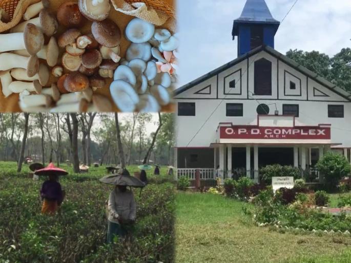 13 people died in dibrugarh after consuming wild poisonous mushrooms over the period of one week | खळबळजनक! मशरूम खाणं बेतलं जीवावर; 'या' ठिकाणी 13 जणांचा मृत्यू; 39 जणांवर उपचार सुरू  13 people died in dibrugarh after consuming wild poisonous mushrooms over the period of one week | खळबळजनक! मशरूम खाणं बेतलं जीवावर; 'या' ठिकाणी 13 जणांचा मृत्यू; 39 जणांवर उपचार सुरू