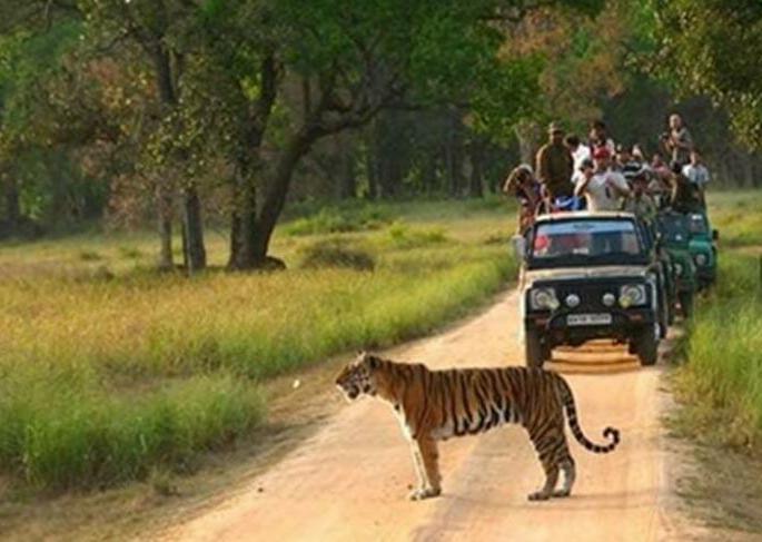 Unscientific proposal to increase tourism is dangerous Night safari in satara | नाईट सफारीची धूम! माणसं जंगलात तर प्राणी घरात; अशास्त्रीय पद्धतीने पर्यटन वाढीचा प्रस्ताव घातक Unscientific proposal to increase tourism is dangerous Night safari in satara | नाईट सफारीची धूम! माणसं जंगलात तर प्राणी घरात; अशास्त्रीय पद्धतीने पर्यटन वाढीचा प्रस्ताव घातक