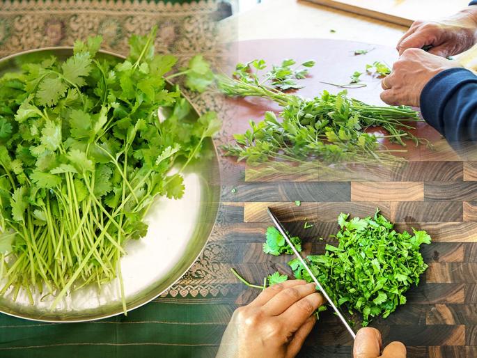 Cooking Tips and hacks : Viral video easy hack to remove stem from coriander | Cooking Tips and hacks : फक्त २ मिनिटात कोथिंबीर निवडण्याची सोपी ट्रिक; कोथिंबीरची पानं झटपट होतील काढून 