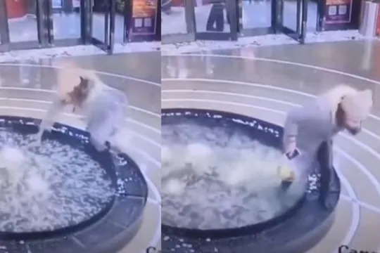 woman fell into water in mall while using mobile phone people laughed after see funny video | मोबाईलमध्ये गुंग असणं तरुणीला पडलं चांगलंच महागात; घडली भयंकर दुर्घटना, Video व्हायरल