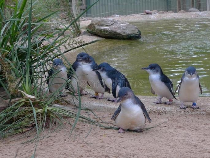 Head-splitting penguin found on the beach, sensation due to suspicious type | Penguin: समुद्र किनाऱ्यावर सापडले डोके धडावेगळे झालेले पेंग्विन, संशयास्पद प्रकारामुळे खळबळ 