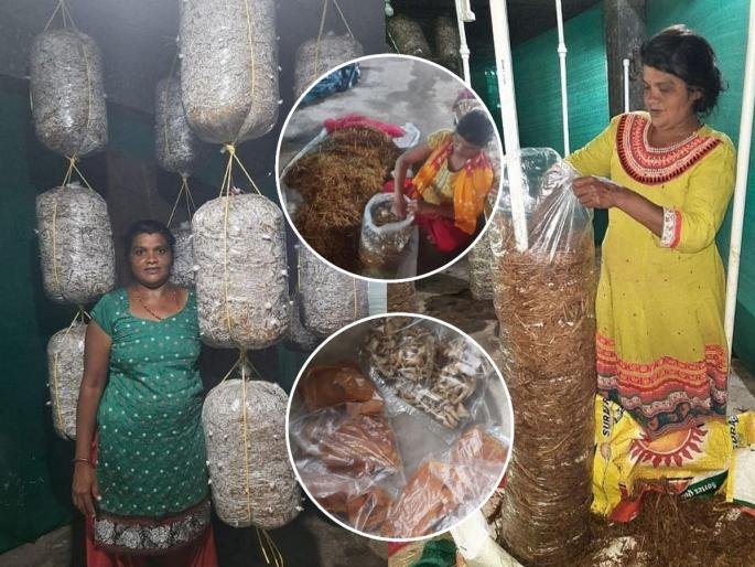 Woman Farmer : Gujarat woman farmer grows mushroom aata khakhra | शाबास पोरी! वडिलांच्या मृत्यनंतर लेकीनं सांभाळली शेती; मशरुमच्या शेतीनं पालटले दिवस