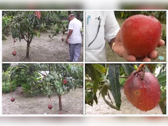 muzaffarpur sugar free mango american beauty variety cultivation by ram kishore singh cost 4000 per kilogram | ऐकावं ते नवलंच! शेतकऱ्याने केली शुगर फ्री आंब्याची लागवड; 16 वेळा बदलतो रंग, जाणून घ्या, खासियत muzaffarpur sugar free mango american beauty variety cultivation by ram kishore singh cost 4000 per kilogram | ऐकावं ते नवलंच! शेतकऱ्याने केली शुगर फ्री आंब्याची लागवड; 16 वेळा बदलतो रंग, जाणून घ्या, खासियत