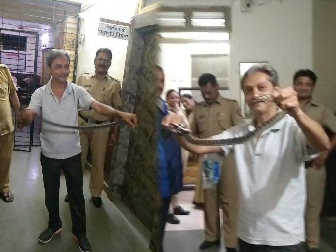Video: Snake enters accused's cell in ambernath, shivaji nagar police station | Video : साप शिरला आरोपीच्या कोठडीत, पोलीस ठाण्यात माजली खळबळ Video: Snake enters accused's cell in ambernath, shivaji nagar police station | Video : साप शिरला आरोपीच्या कोठडीत, पोलीस ठाण्यात माजली खळबळ