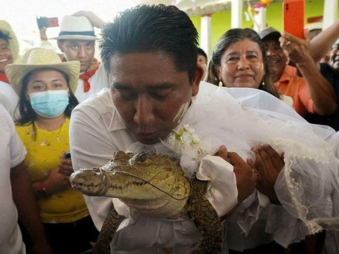 why did man in mexico marry an alligator it beautiful tradition | Video - अजब लग्नाची, गजब गोष्ट! 'या' महापौरांनी चक्क मगरीशी केलं लग्न; कारण ऐकून व्हाल हैराण why did man in mexico marry an alligator it beautiful tradition | Video - अजब लग्नाची, गजब गोष्ट! 'या' महापौरांनी चक्क मगरीशी केलं लग्न; कारण ऐकून व्हाल हैराण