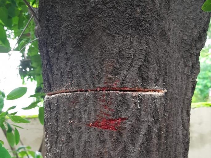 Sandalwood thieves grew bolder; An attempt to cut down a tree in the residence of the Upper District Collector | चंदन चोरांचे धाडस वाढले; अप्पर जिल्हाधिकाऱ्यांच्या निवासस्थानातील झाड तोडण्याचा प्रयत्न Sandalwood thieves grew bolder; An attempt to cut down a tree in the residence of the Upper District Collector | चंदन चोरांचे धाडस वाढले; अप्पर जिल्हाधिकाऱ्यांच्या निवासस्थानातील झाड तोडण्याचा प्रयत्न