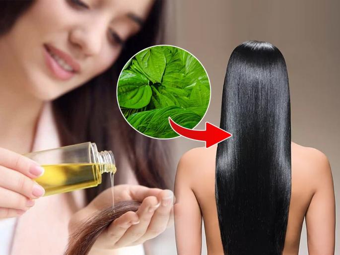 Use of betel leaf or vidyacha paan for reducing hair fall, Home remedies for hair growth | विड्याचं पान खा आणि डोक्यालाही लावा, केस वाढतील झटपट- होतील जाड, बघा कसा करायचा उपाय