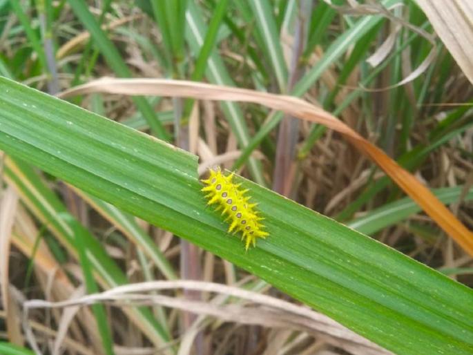 Infestation of sugarcane by poisonous worm; Farmers who come in contact also suffer unbearable pain | शेतकऱ्यांनो लक्ष द्या, उसावर विषारी अळीचा प्रादुर्भाव, संपर्कात आल्यास होतात असह्य वेदना Infestation of sugarcane by poisonous worm; Farmers who come in contact also suffer unbearable pain | शेतकऱ्यांनो लक्ष द्या, उसावर विषारी अळीचा प्रादुर्भाव, संपर्कात आल्यास होतात असह्य वेदना