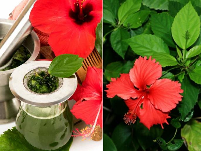 How to reuse Jaswand or Hibiscus flower, hibiscus hair pack and hair oil for hair fall  | गणपतीला वाहिलेली जास्वंदाची फुलं फेकू नका... केसगळती थांबविण्यासाठी त्याचा उपयोग करा, बघा तो नेमका कसा 