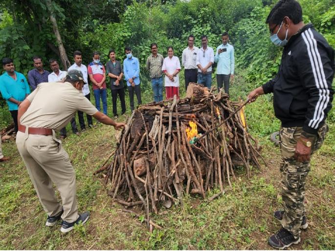 Finally that leopard took its last breath; When will the super specialty animal hospital be? | अखेर 'त्या' बिबट्याने घेतला शेवटचा श्वास; सुपर स्पेशालिटी पशू दवाखाना कधी होणार? Finally that leopard took its last breath; When will the super specialty animal hospital be? | अखेर 'त्या' बिबट्याने घेतला शेवटचा श्वास; सुपर स्पेशालिटी पशू दवाखाना कधी होणार?