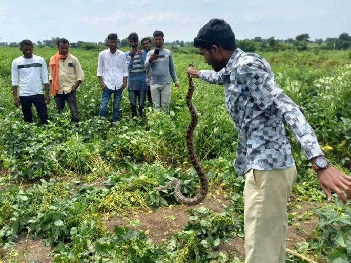 7-foot python found in soybeans crop in washim | बापरे! सोयाबीनमध्ये ७ फुट लांब अजगर; सर्पमित्रांनी पकडून दिले जीवदान 7-foot python found in soybeans crop in washim | बापरे! सोयाबीनमध्ये ७ फुट लांब अजगर; सर्पमित्रांनी पकडून दिले जीवदान