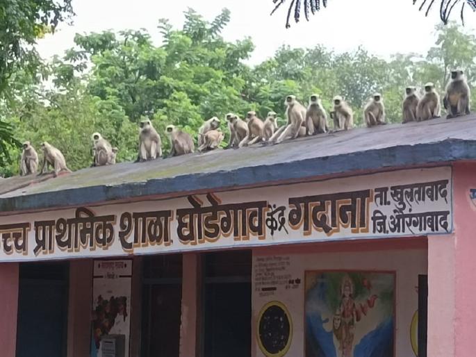 Under the supervision of the teacher, Vanarasena, the school-filled class discussion raged | शिक्षकाच्या निगराणीला वानरसेना, शाळेवर भरलेल्या वर्गाची चर्चा रंगली Under the supervision of the teacher, Vanarasena, the school-filled class discussion raged | शिक्षकाच्या निगराणीला वानरसेना, शाळेवर भरलेल्या वर्गाची चर्चा रंगली