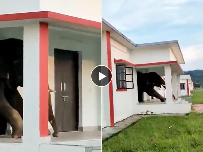 giant elephant gambled! He left the house after eating a tasty breakfast; IFS post Video viral trending | महाकाय हत्तीनेही जुगाड केला! भरपेट टेस्टी नाश्ता करून घरातून असा बाहेर पडला; Video व्हायरल giant elephant gambled! He left the house after eating a tasty breakfast; IFS post Video viral trending | महाकाय हत्तीनेही जुगाड केला! भरपेट टेस्टी नाश्ता करून घरातून असा बाहेर पडला; Video व्हायरल