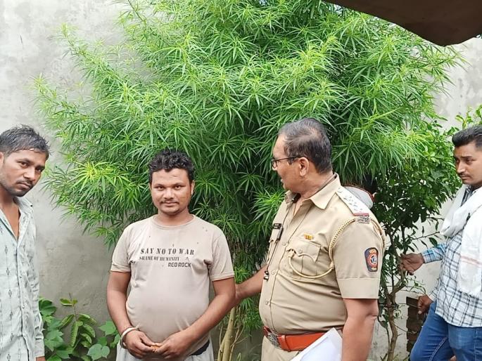 Cultivation of cannabis in front yard in akola Accused arrested from Akot | चक्क घरासमोरील अंगणात गांजाची लागवड; अकोट येथील आरोपीस अटक Cultivation of cannabis in front yard in akola Accused arrested from Akot | चक्क घरासमोरील अंगणात गांजाची लागवड; अकोट येथील आरोपीस अटक