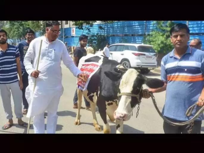 bjp mla suresh singh rawat arrived in rajasthan assembly with cow | अरे देवा! भाजपा आमदार थेट गाय घेऊन पोहोचले विधानसभेत; पुढे झालं असं काही... bjp mla suresh singh rawat arrived in rajasthan assembly with cow | अरे देवा! भाजपा आमदार थेट गाय घेऊन पोहोचले विधानसभेत; पुढे झालं असं काही...