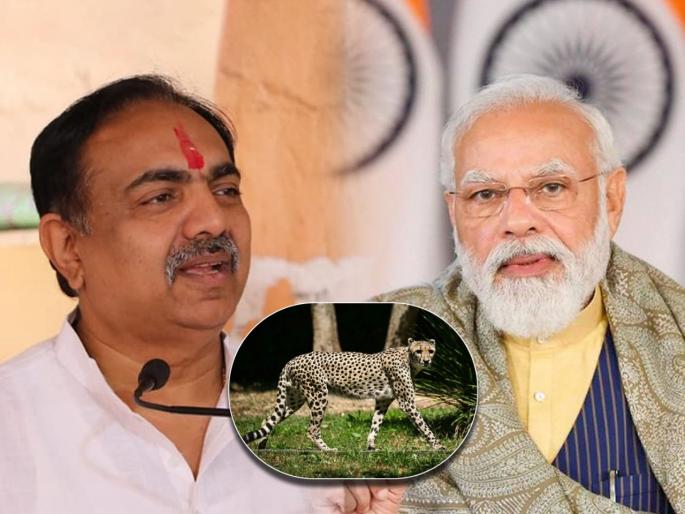 NCP Jayant Patil And Ajit Pawar slams bjp Over 8 cheetahs | Jayant Patil : "चित्त्यांना खाण्यासाठी जिवंत काळवीट सोडणं ही क्रूरता"; जयंत पाटलांचा घणाघात NCP Jayant Patil And Ajit Pawar slams bjp Over 8 cheetahs | Jayant Patil : "चित्त्यांना खाण्यासाठी जिवंत काळवीट सोडणं ही क्रूरता"; जयंत पाटलांचा घणाघात
